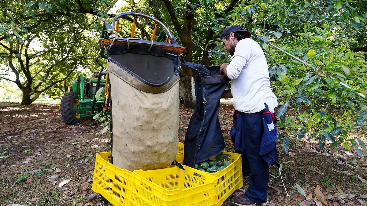 1015895_Producción Aguacates Michoacán_web